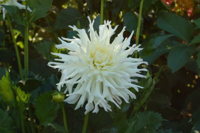 Butchart Gardens, Victoria