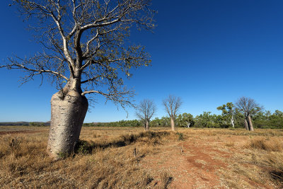 Boab Tree D80_1528s.jpg