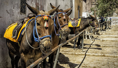 Donkeys of Santorini_D7M4531s.jpg