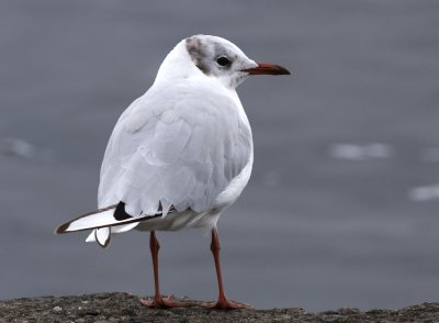 Gull 2