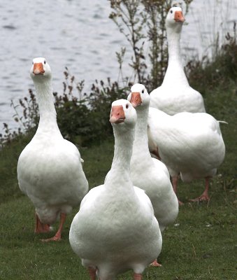 Geese