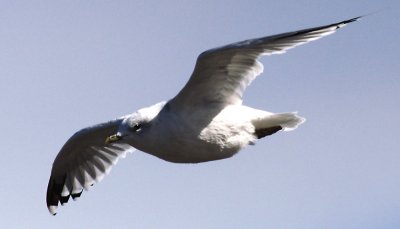 Another Flying Gull