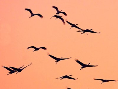 Wheeler National Wildlife Refuge - 10/29/2012 - Their Back!
