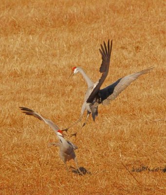 Wheeler National Wildlife Refuge - 11/10/2012