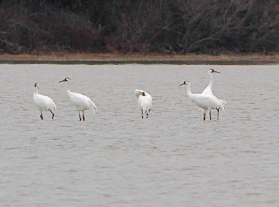 Wheeler National Wildlife Refuge - 12/27/2012