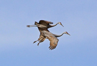 Wheeler National Wildlife Refuge - 01/08/2012