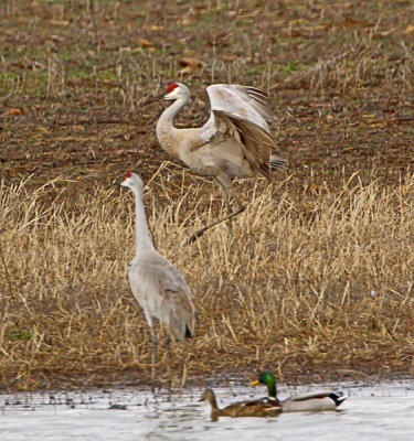 Wheeler National Wildlife Refuge-01/12/2013 Festival of Cranes