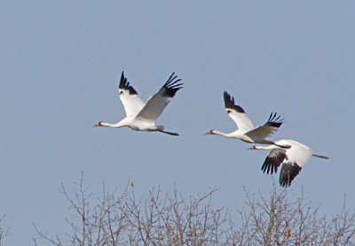 Wheeler National Wildlife Refuge - 01/18/2013