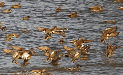 Wheeler National Wildlife Refuge - 01/22/2013