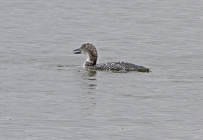 Loon Fishing off the Point