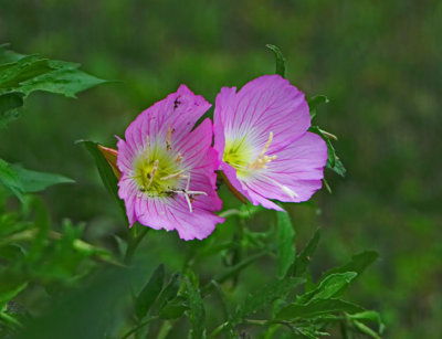 IMG_1754wnr.jpg