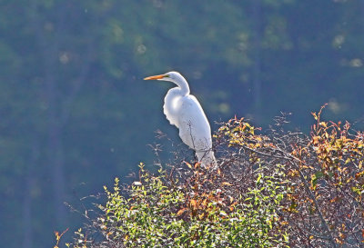 Wheeler National Wildlife Refuge - 4/30/2013