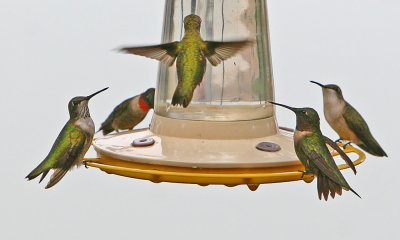 Alabama Hummingbirds