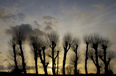 Pollarded trees against the sunset