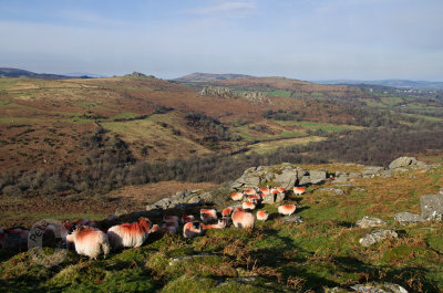 Sheep on Dartmoor