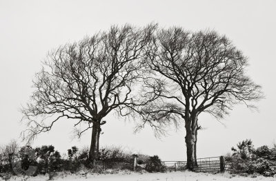 High keys trees