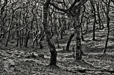 Badgerworthy Woods on Exmoor