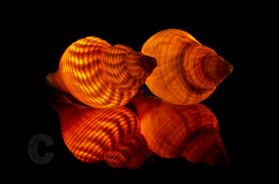 Illuminated sea shells