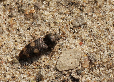 Paracardiophorus cardisce MY12 #3898
