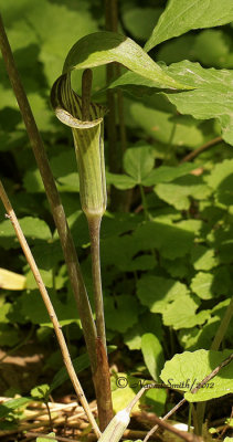 Jack-in-the-Pulpit MY12 #4064