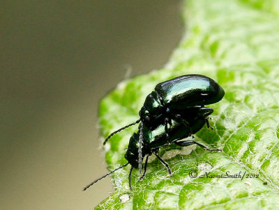 Flea Beetles Mating MY12 #6568