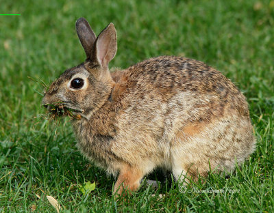 Eastern Cottontail (Sylvilagus floridanus) collecting nesting material  MY12 #6898