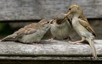 House Sparrows MY12 #7035