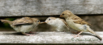 House Sparrows MY12 #7039