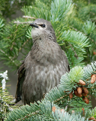 European Starling imm. MY12 #7303