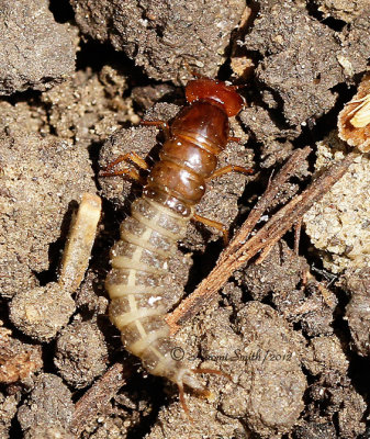 Rove Beetle MY12 #7764