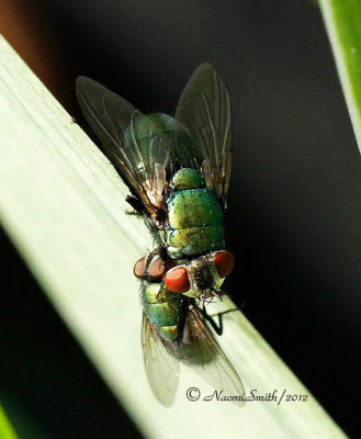 Lucilia sericata - Male and Female MY12 #7571