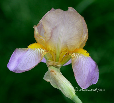 Iris Quaker Lady MY12 #7691 