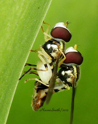 Mating Syrphids MY12 #8236