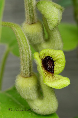 Dutchman's Pipe - Aristolochia macrophylla  MY12 #8425