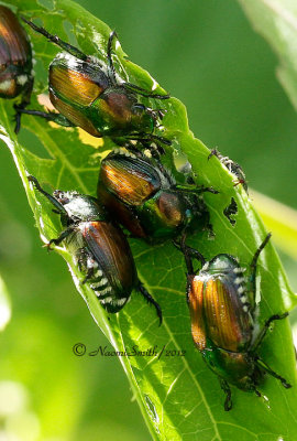 Japanese Beetles - Popilla japonica  JN12 #2941