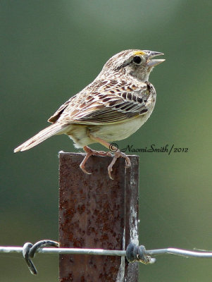 Grasshopper Sparrow JL12 #3182