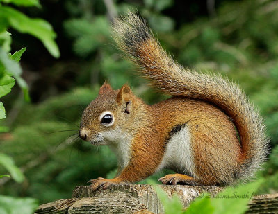 Red Squirrel JN12 #0468