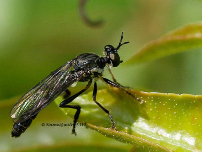 Robber Fly JN12 #0757