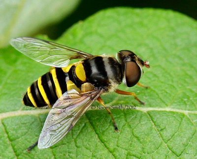 Syrphid JN12 #1770