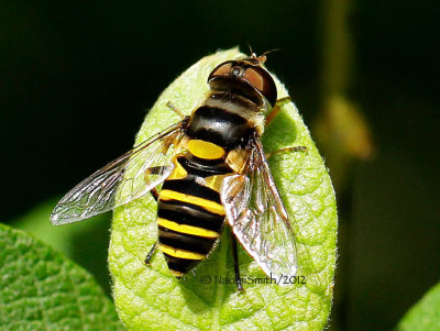 Syrphid JN12 #1777