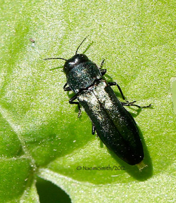 Agrilus cyanescens JN12 #0802