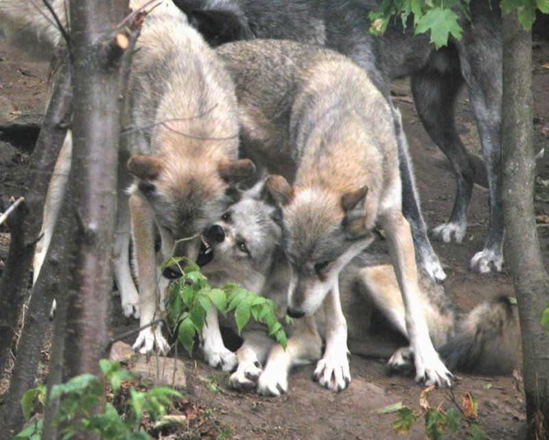 Haliburton Wolves