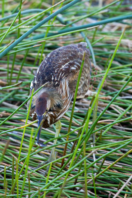 American Bittern