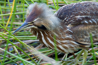 American Bittern