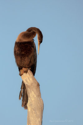 Anhinga