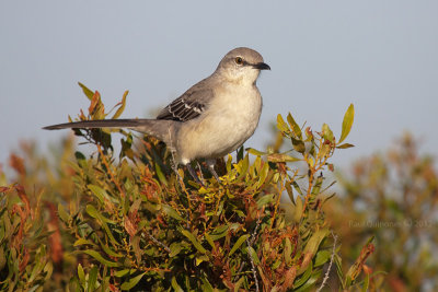 Northern Mockingbird