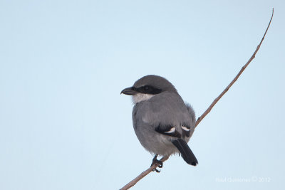 Loggerhead Shrike