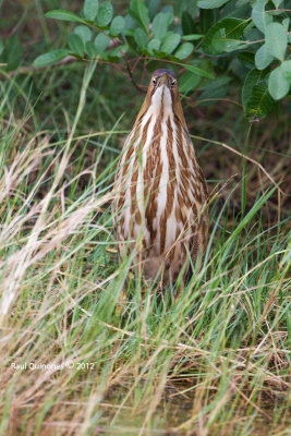 American Bittern