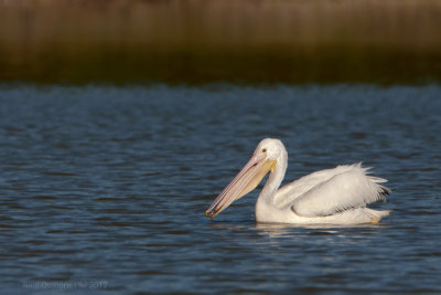 White Pelican