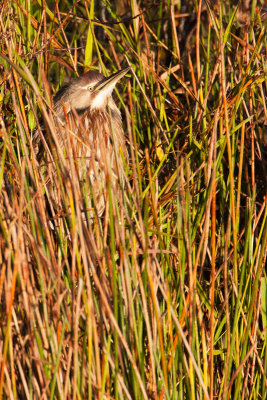 American Bittern